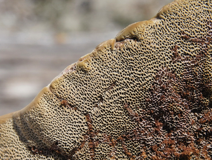Aphyllophorales dalle dune  corse